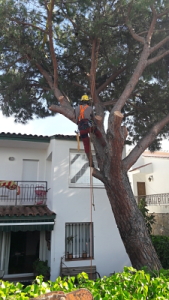 Tala de pi amb trepa