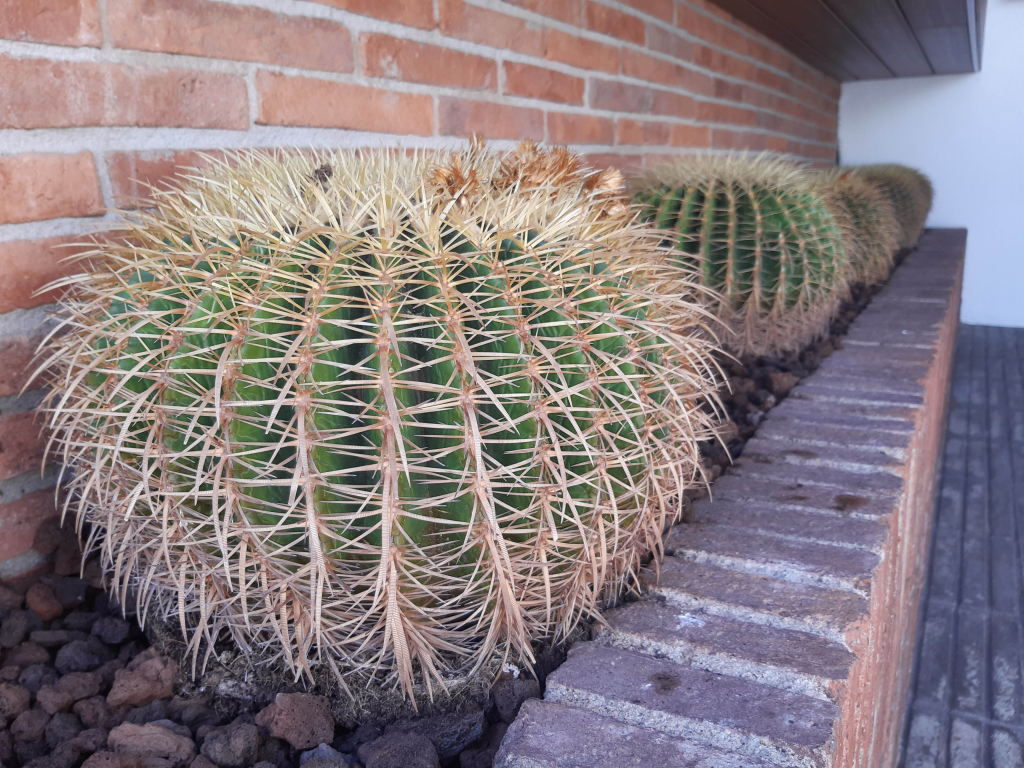Jardinera Cactus