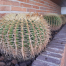Jardinera cactus