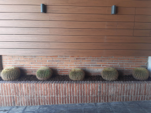 Jardinera cactus